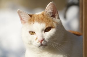 Fridolin